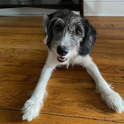 An office dog at The Mailworks