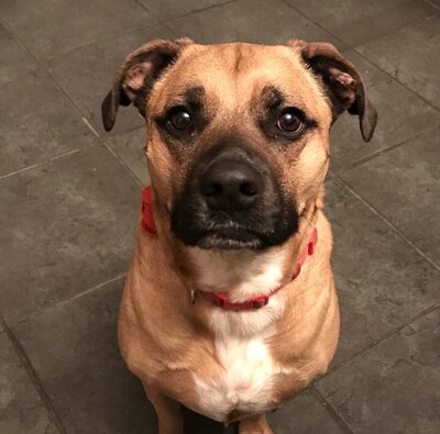 Ava, one of the office dogs