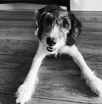 Ziggy